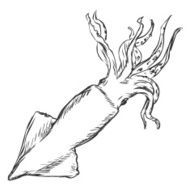 Vector Sketch Squid