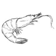 Vector Sketch Shrimp