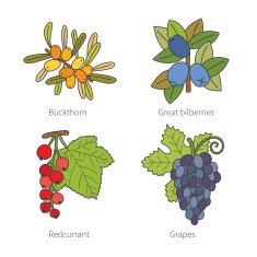 Set of vector doodle pied berries isolated on white