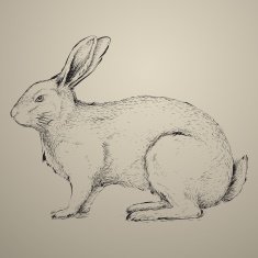 hand drawn rabbit