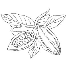 Cocoa bean sketch illustration N2