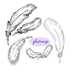 Vector Set of Sketch Plumage N12