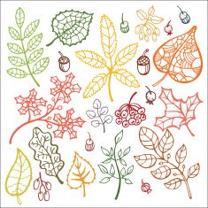 Autumn set with colorful outline leaf branches berries acorn