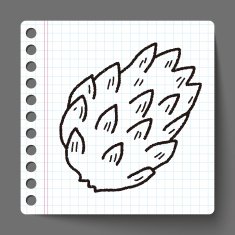 Custard apple doodle N11