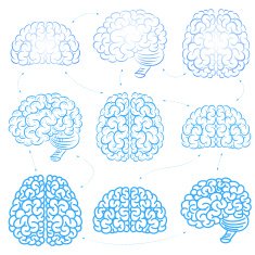 The vector brains