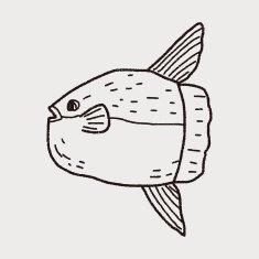 Sunfish doodle N6