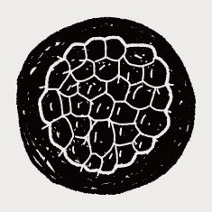Custard apple doodle N12