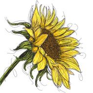 Sunflower N4