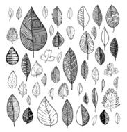 leaves doodles set Vector hand drawn illustration N6