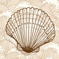 Sea Shell N4