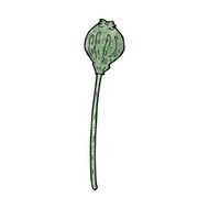 cartoon dried poppy N26