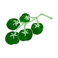 green tomatoes on vine illustration N8