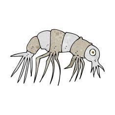 Cartoon Shrimp N43