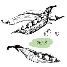 Peas Hand drawn illustration
