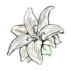 flowers drawing N11