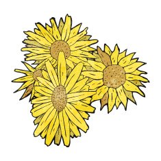 flowers drawing N13