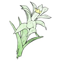 flowers drawing N14