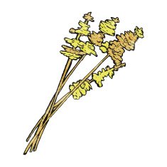 flowers drawing N15
