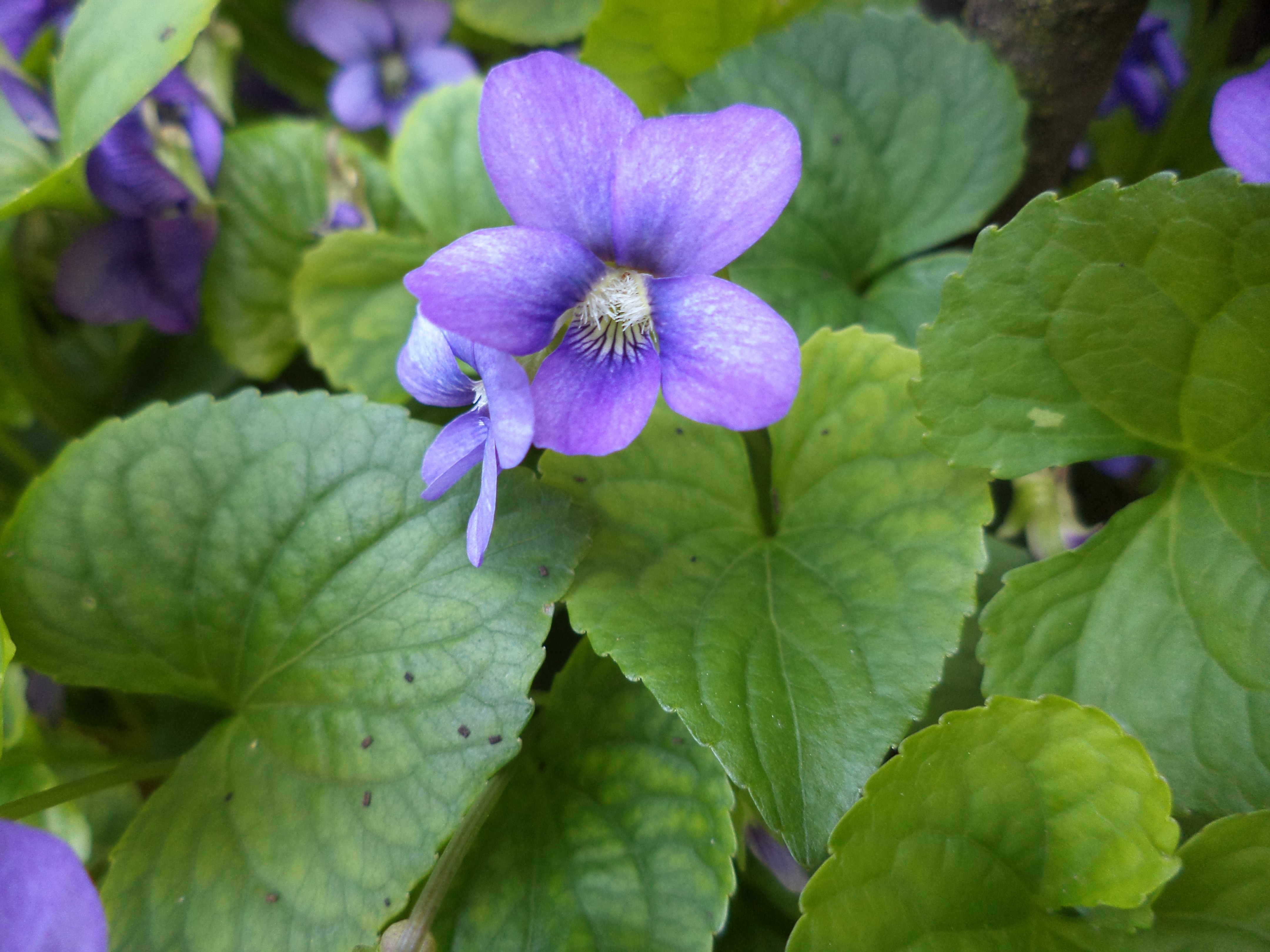 Free pictures of violets