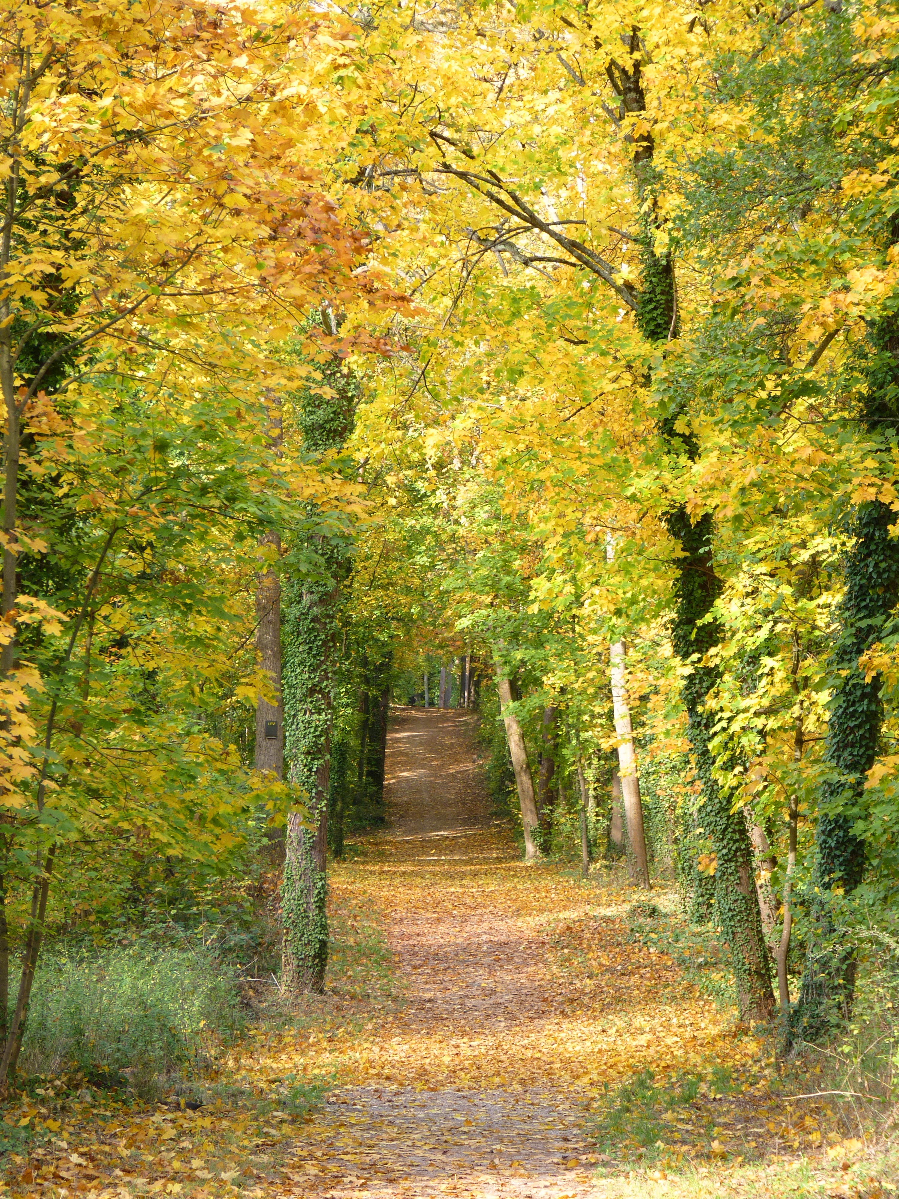 Trail Through The Autumn Forest Free Image