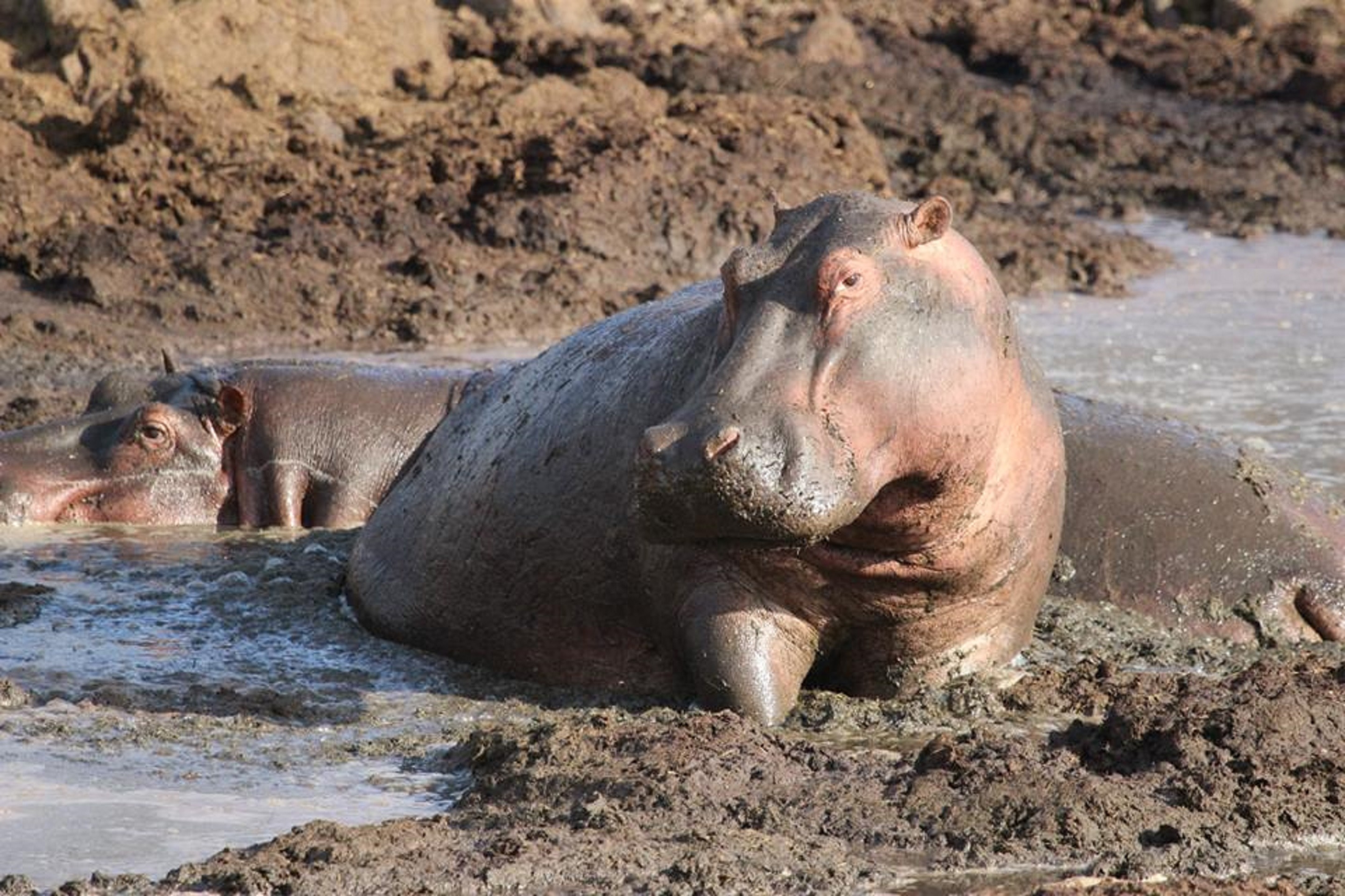 Picture of African hippopotamus free image download