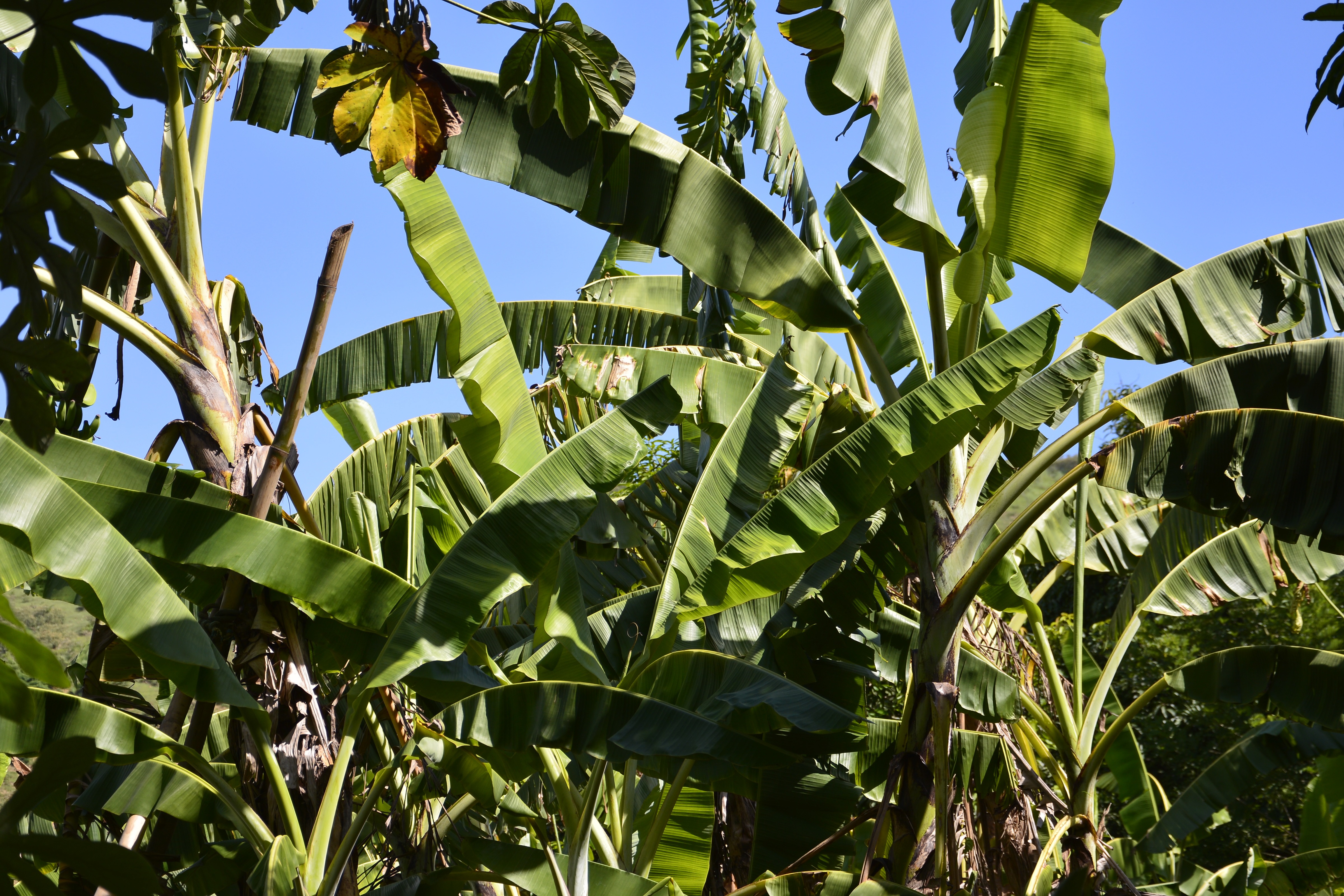 Где растут бананы дерево. Коста Рика банановые плантации. Пальма банан Стрелиция. Банан Пальма Вариегата. Пальма банановая на Кипре.