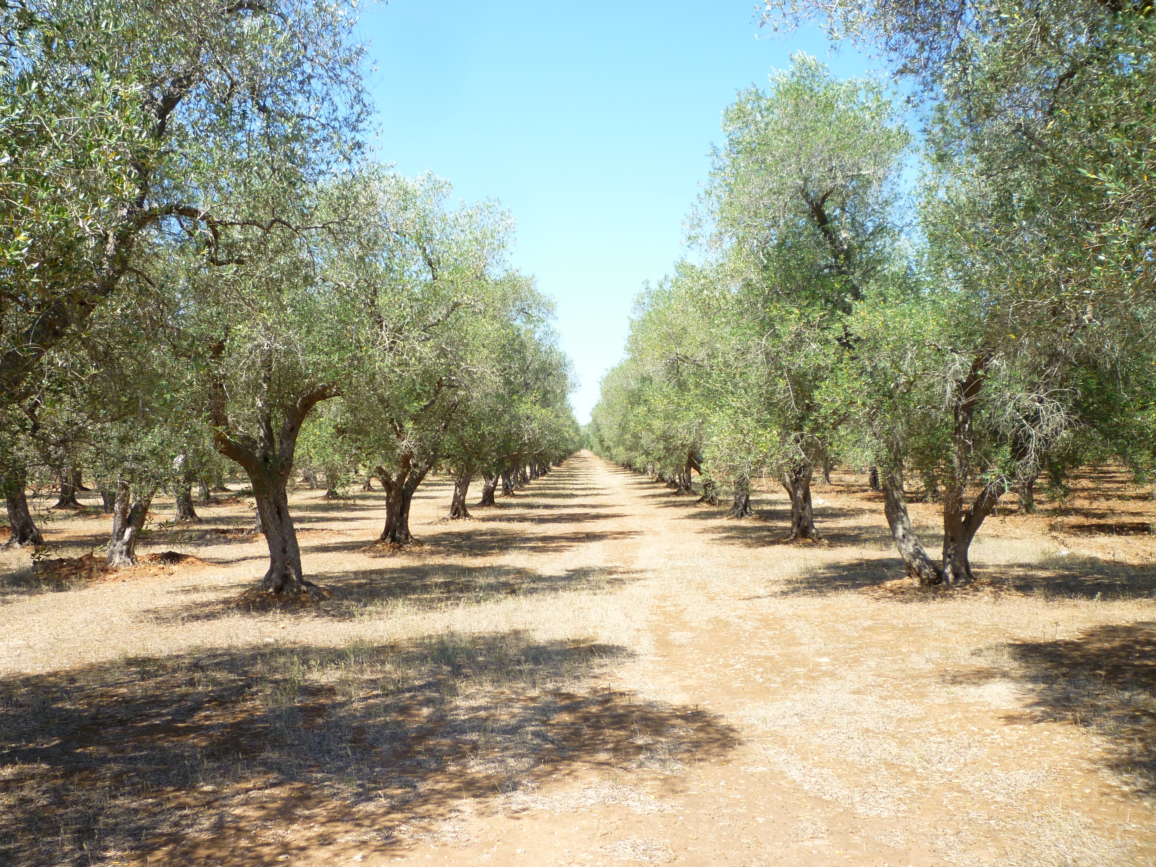 Оливковая роща Алупка