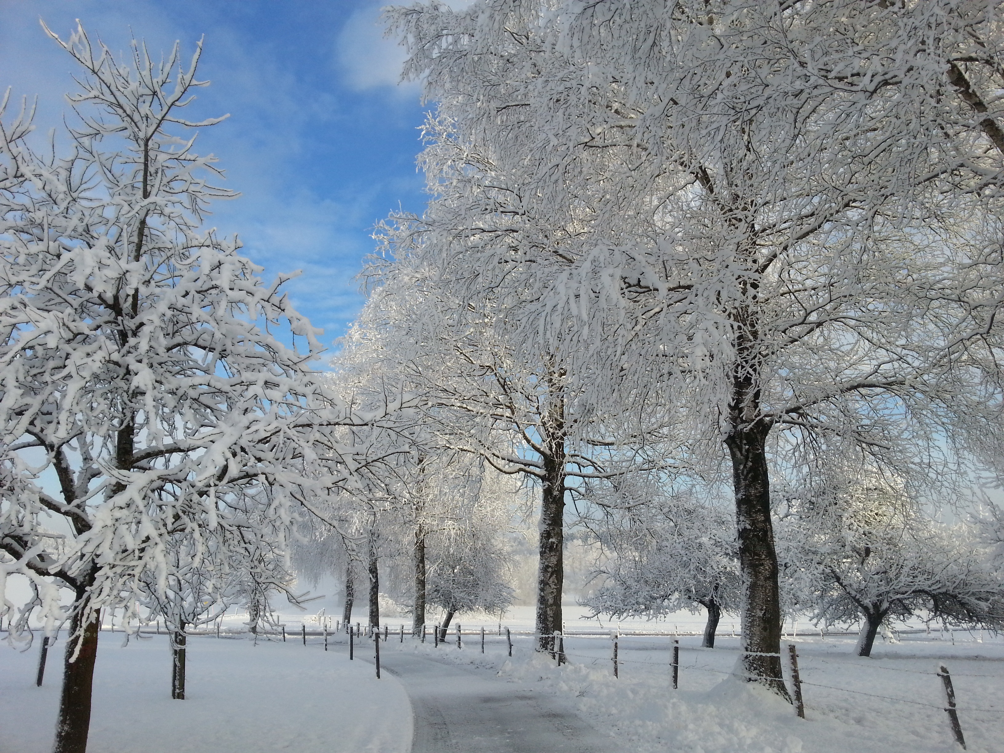 Какая погода будет зимой. Зима в России. Снег. Зима Мороз деревья. Зима фото.