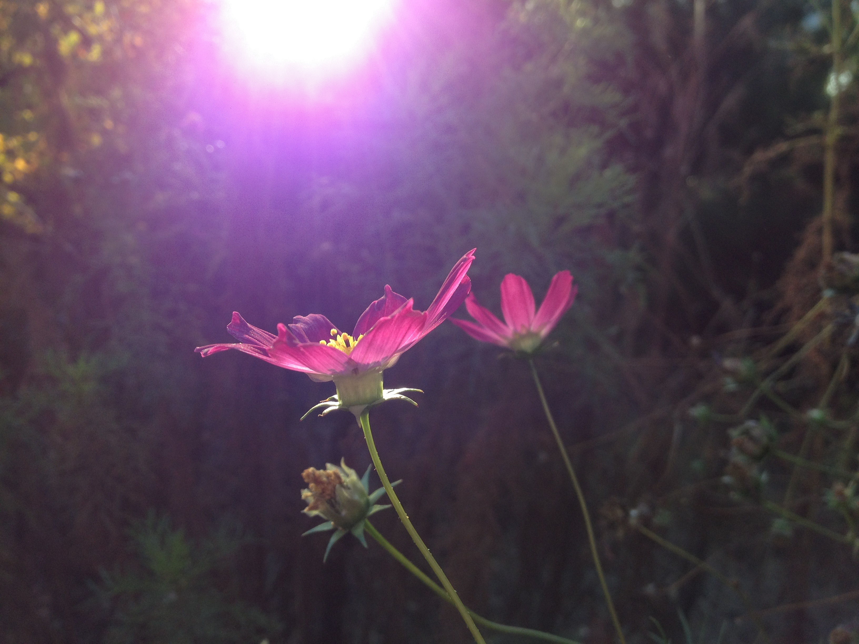 Pink flower in the sunlight free image download