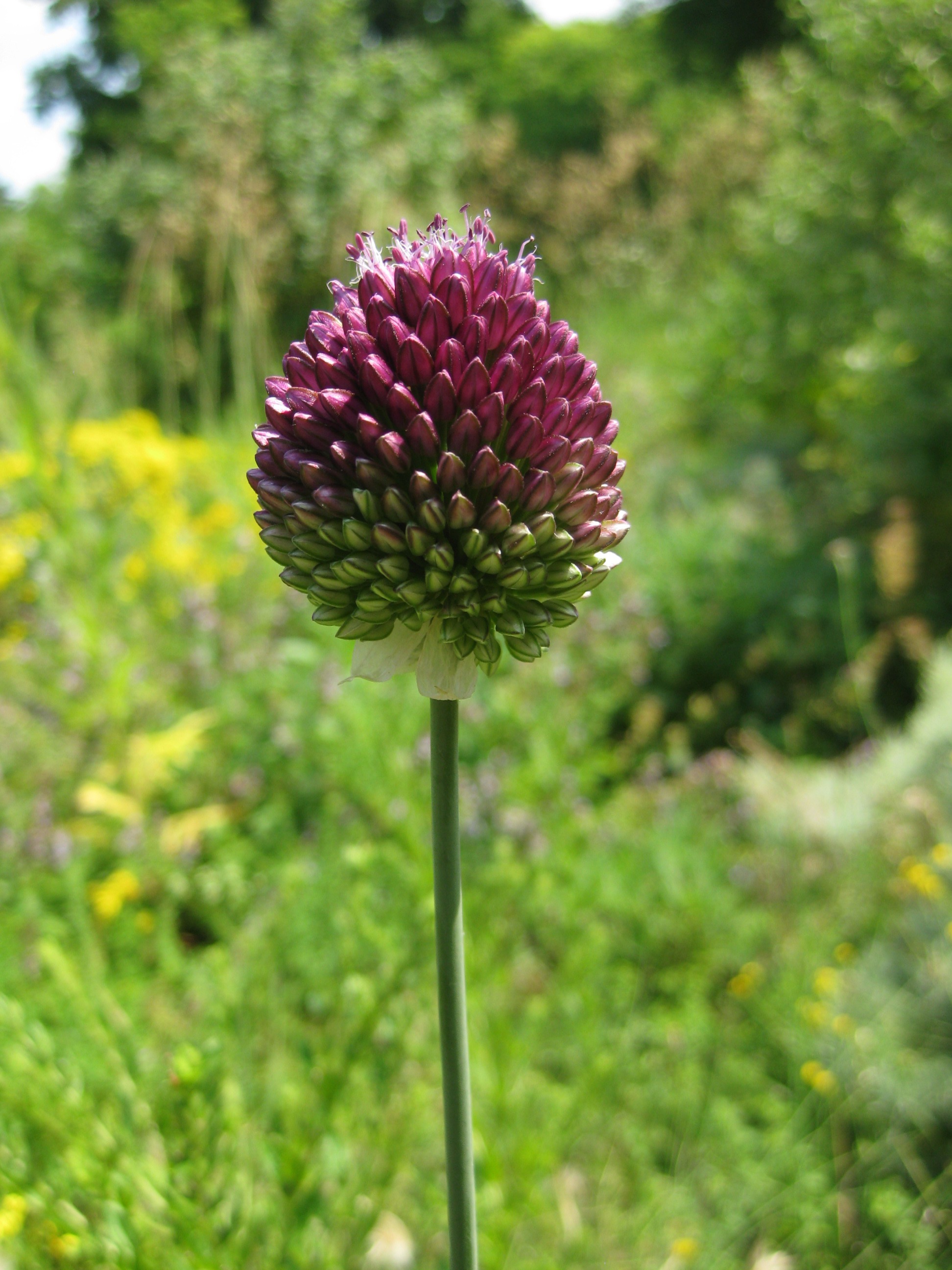 Purple flower ball free image download