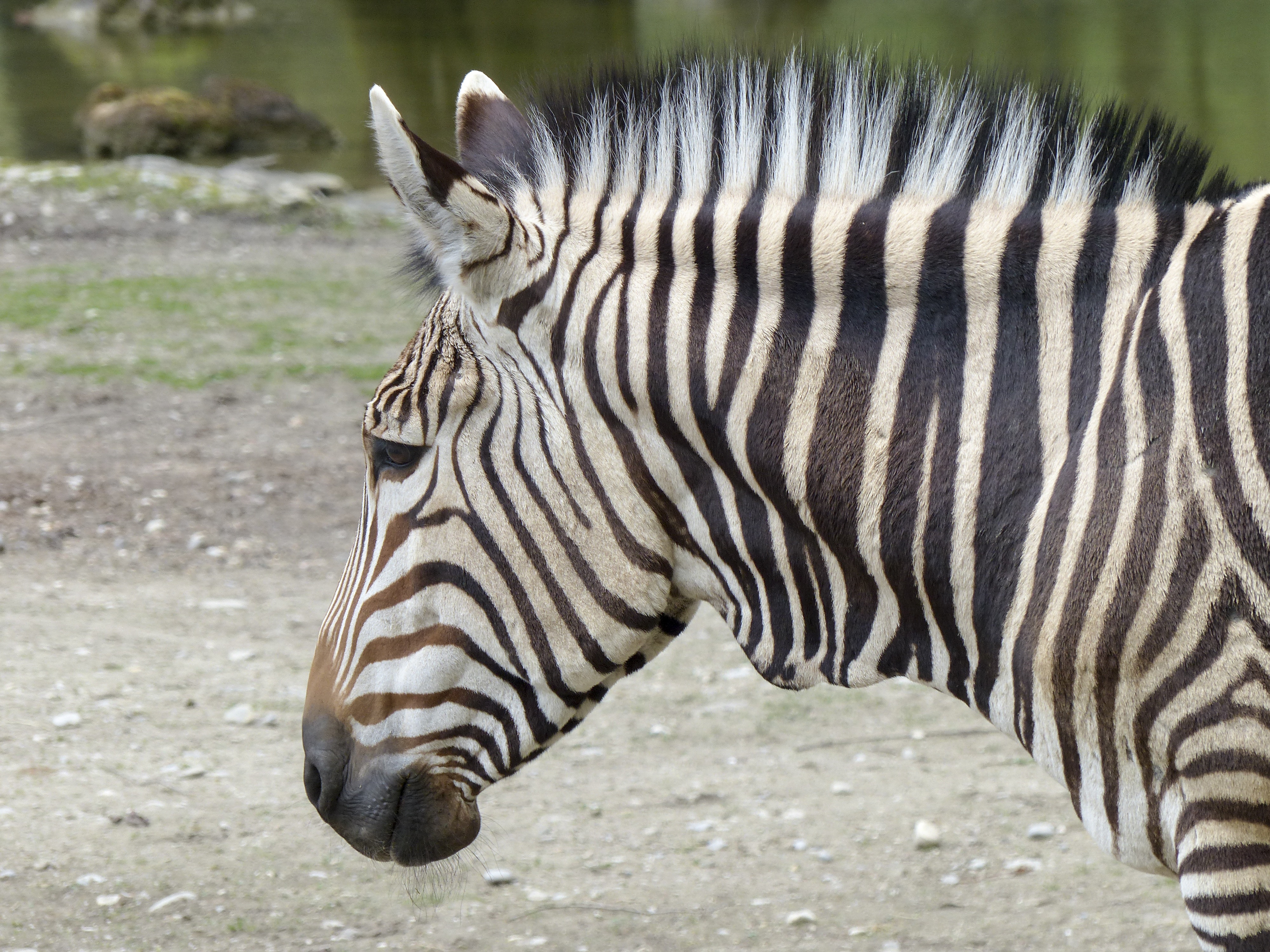 Животный мир зебры. Зебра Хартмана. Горная Зебра. Hartmann's Mountain Zebra. Древняя Зебра.