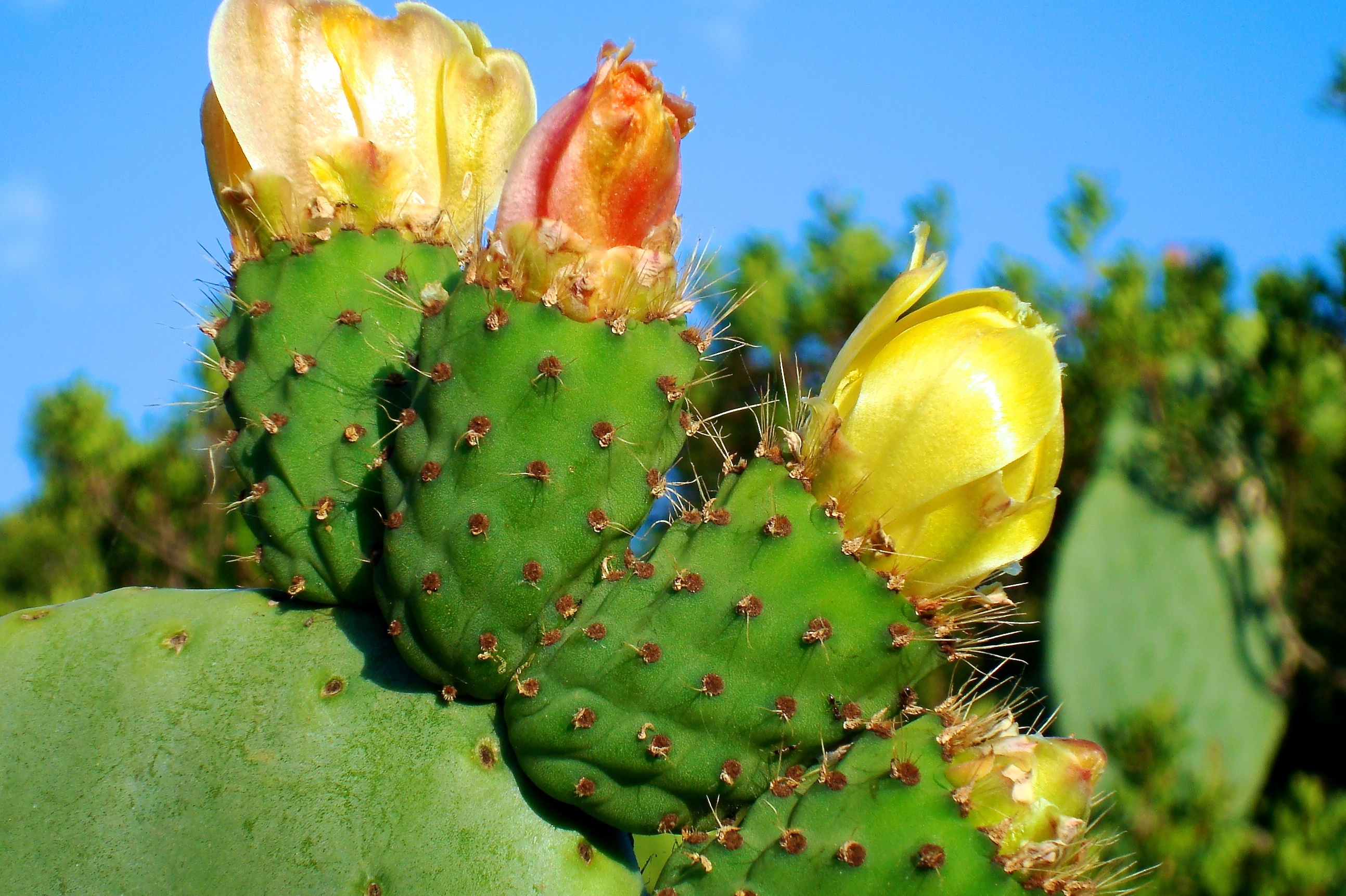 Yellow flowers on a cactus free image download
