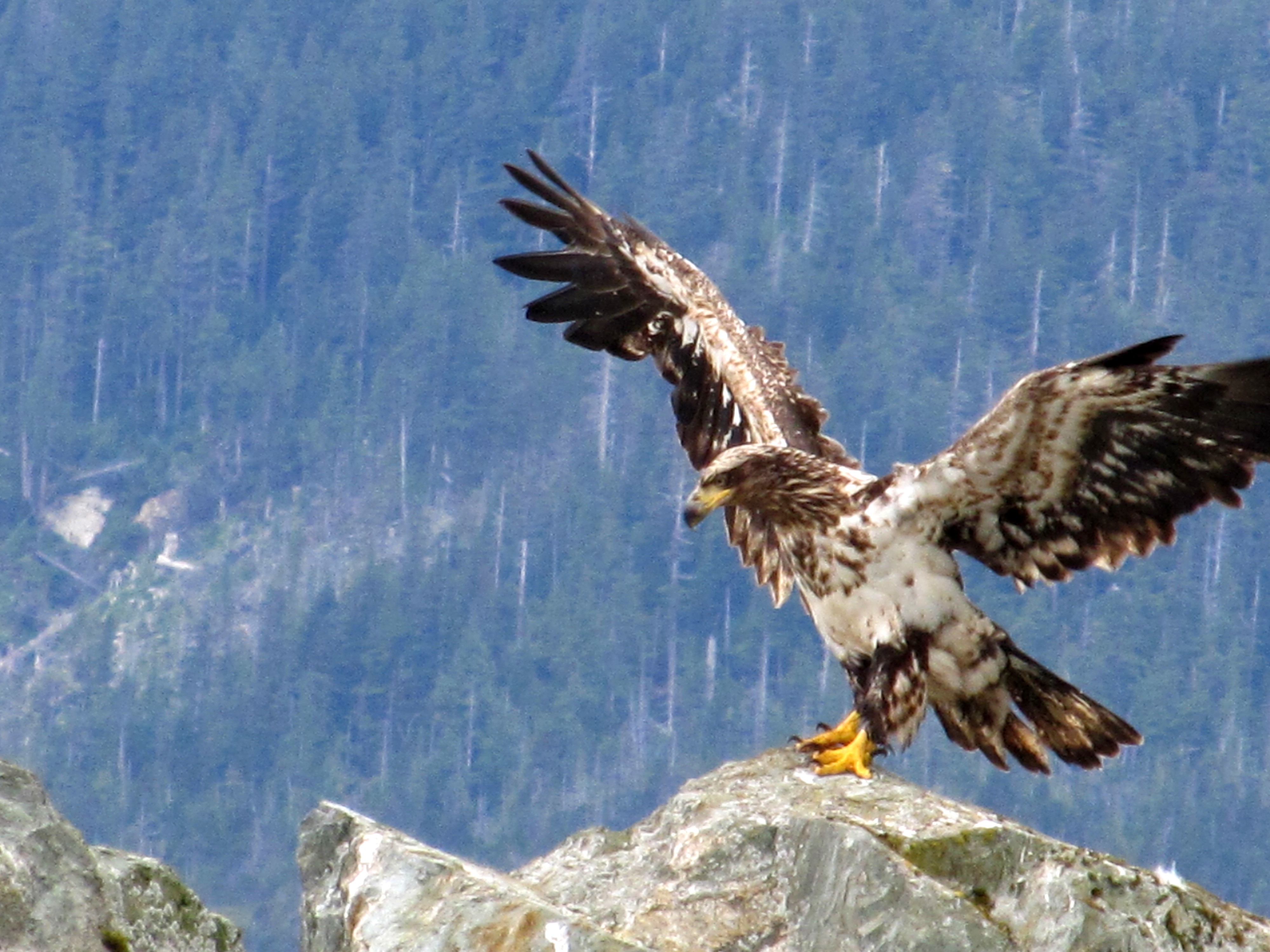 Eagle lands on the mountain free image download