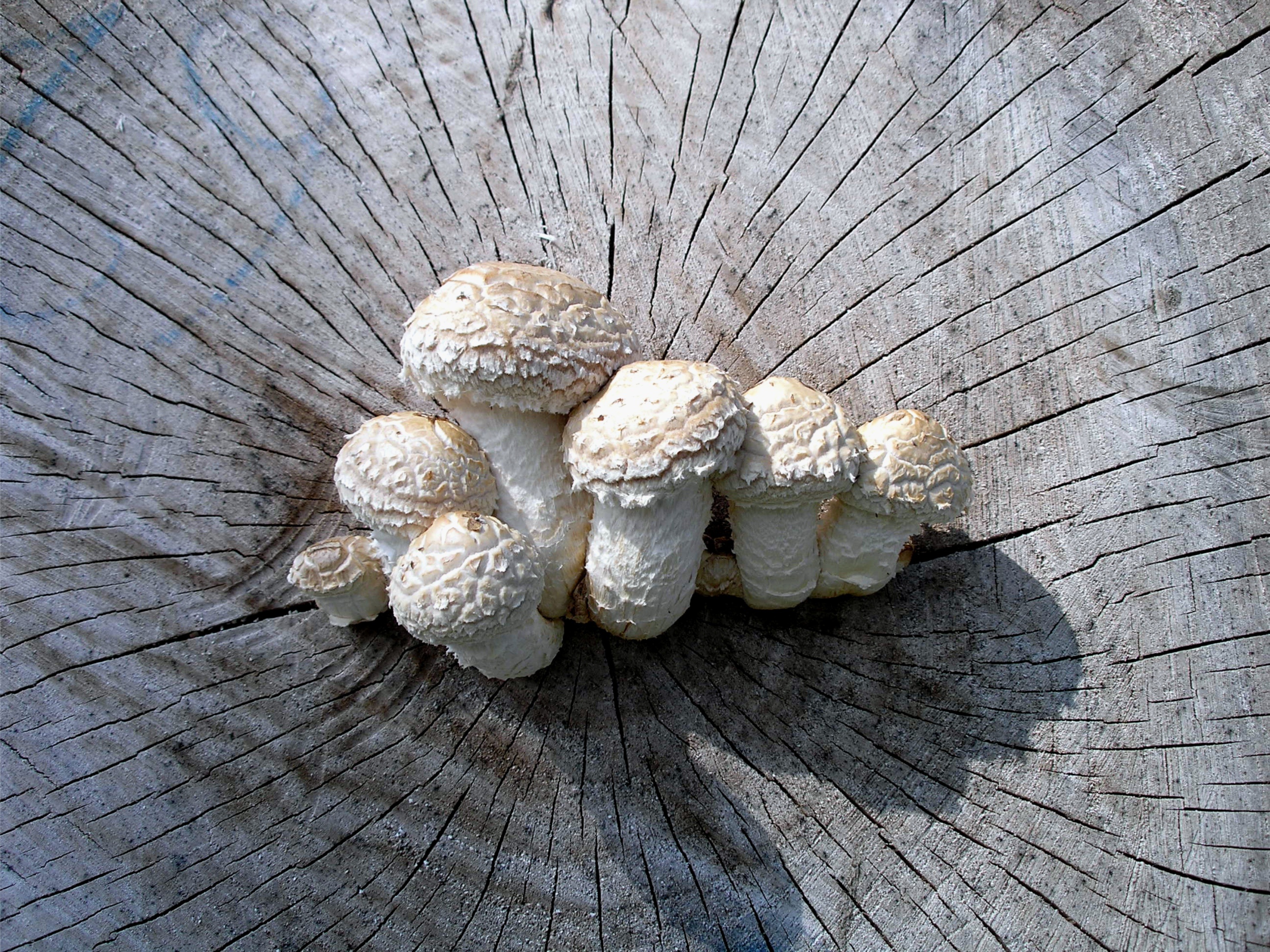 Белый гриб на дереве