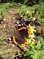 Colorful butterfly in the wild nature