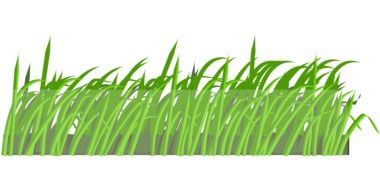 Picture of green lawn