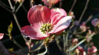 magnificent bloom tree red