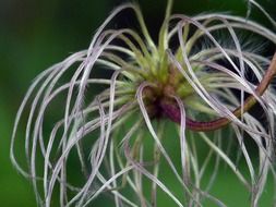 clematis golden flower