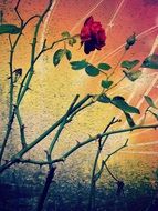 Beautiful green rose branches with red flowers