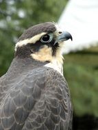 Portrait of a raptor bird