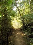 Light on the beautiful forest path