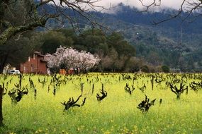 Flowers on the vineyard on landscape