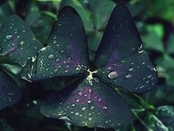 dark green leaves in the rain closeup