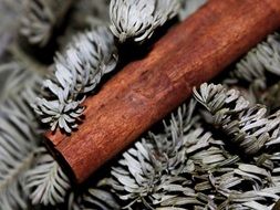 Cinnamon sticks on coniferous branches