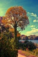 tall tree with yellow leaves near the lake