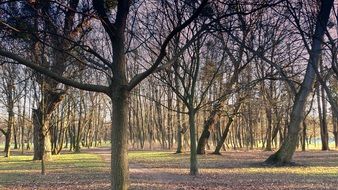 Landscape of park trees