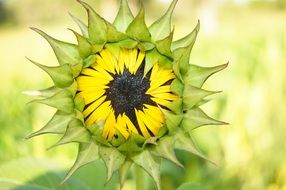 bud of a sunflower close up