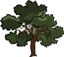 oak tree, illustration
