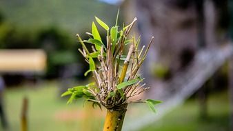 Picture of bamboo plants