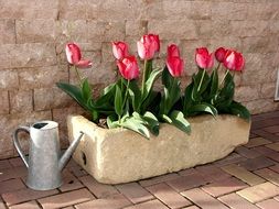 tulips blooming in flowerpot